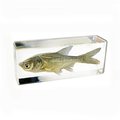 Ed Speldy East ED SPELDY EAST FH303 Paperweight  Fish  Large  Bighead Carp FH303